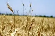 تولید گندم به ۹ میلیون تن خواهد رسید
