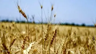 تولید گندم به ۹ میلیون تن خواهد رسید
