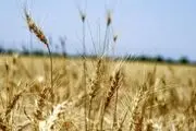 تولید گندم به ۹ میلیون تن خواهد رسید
