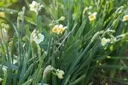  برداشت گل نرگس/ گزارش تصویری