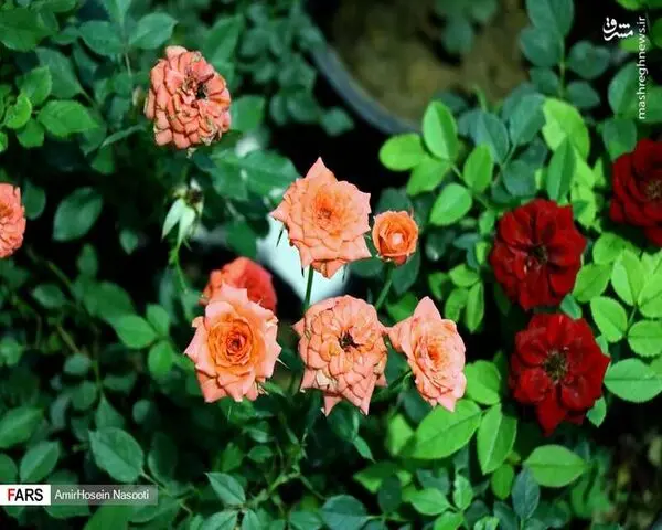 bRXhDt86NmAI