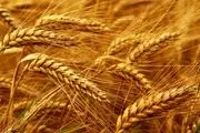  رکورد زنی تولید گندم در اهر برخلاف کاهش ۴۰ درصدی بارندگی‌ها 
