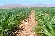 توزیع 105 تن بذر سورگوم در سیستان و بلوچستان