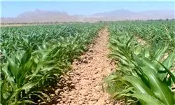 توزیع 105 تن بذر سورگوم در سیستان و بلوچستان