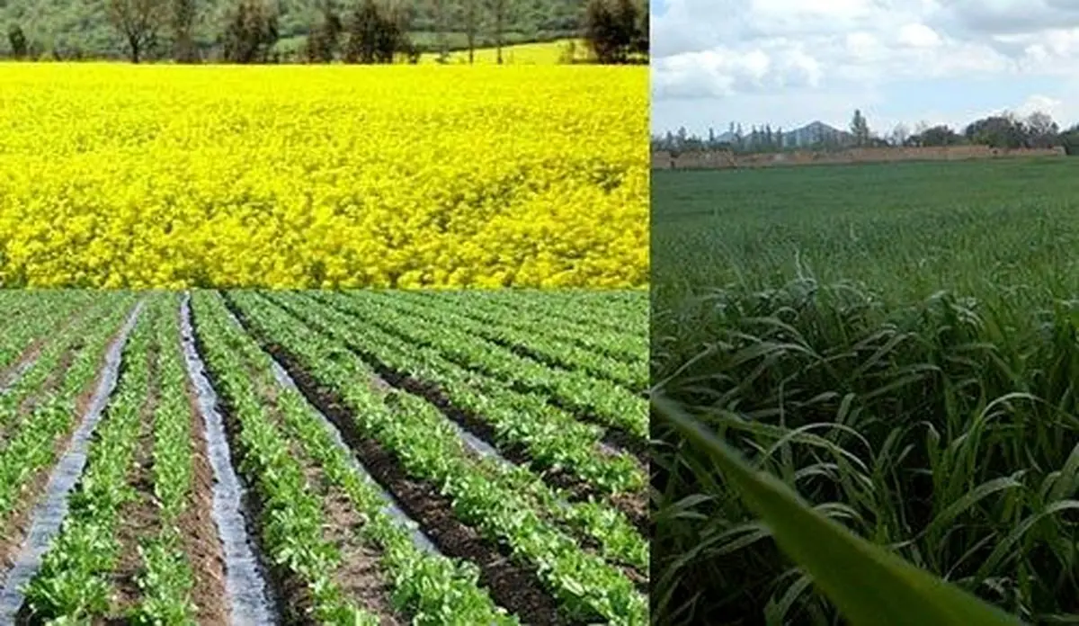 خرید تضمینی دانه های روغنی به 450 هزارتن می رسد