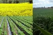 خرید تضمینی دانه های روغنی به 450 هزارتن می رسد