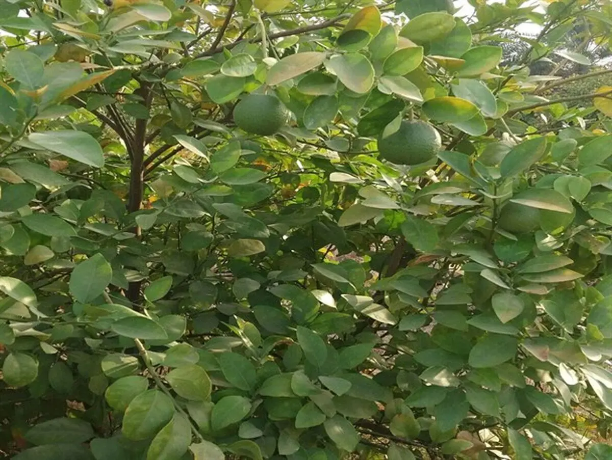 تصاویری زیبا از درخت پرتقال در منوجان