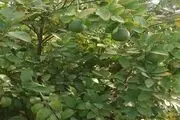 تصاویری زیبا از درخت پرتقال در منوجان