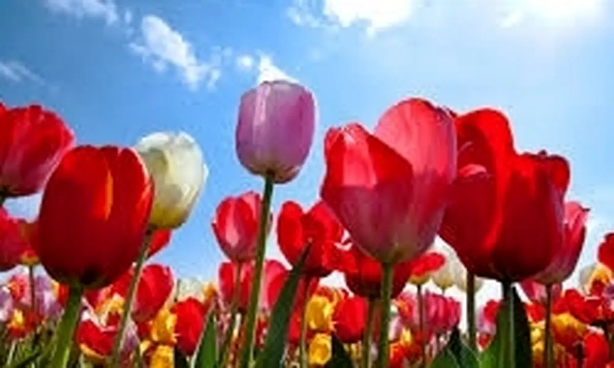 برگزاری جشنواره گلهای لاله