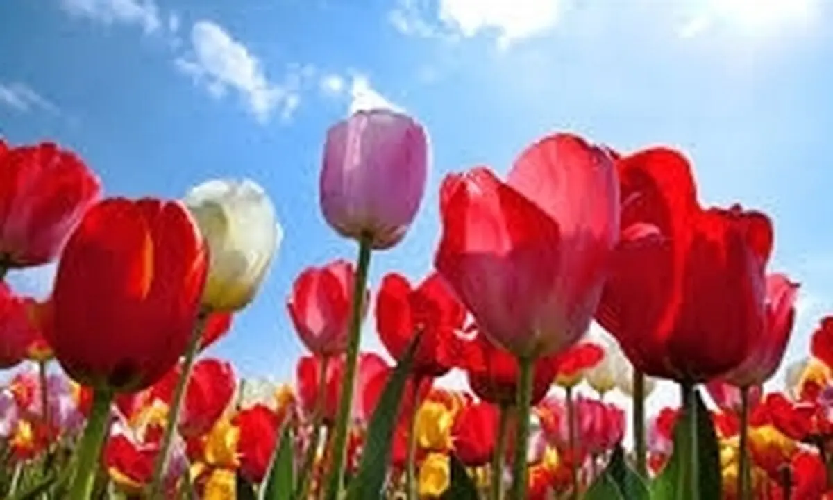 برگزاری جشنواره گل‌های لاله