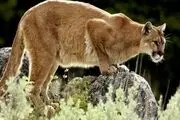 زنی که با دستان خالی با یک شیر کوهی جنگید