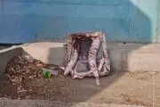 صفحه نخست معنادار یک روزنامه ایرانی