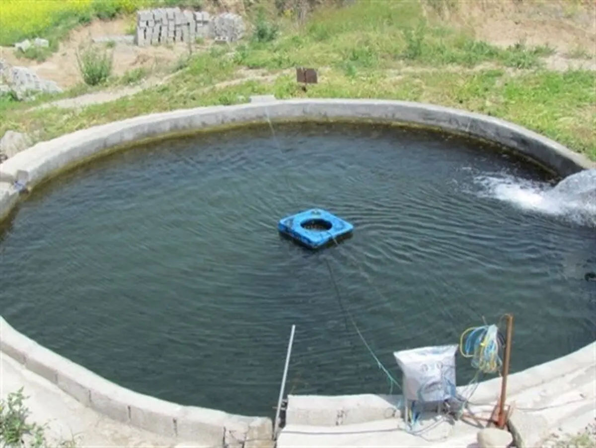 کسب رزق حلال با طعم ماهی