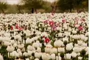 تاثیر موادمخدر بر آقای وزیر!