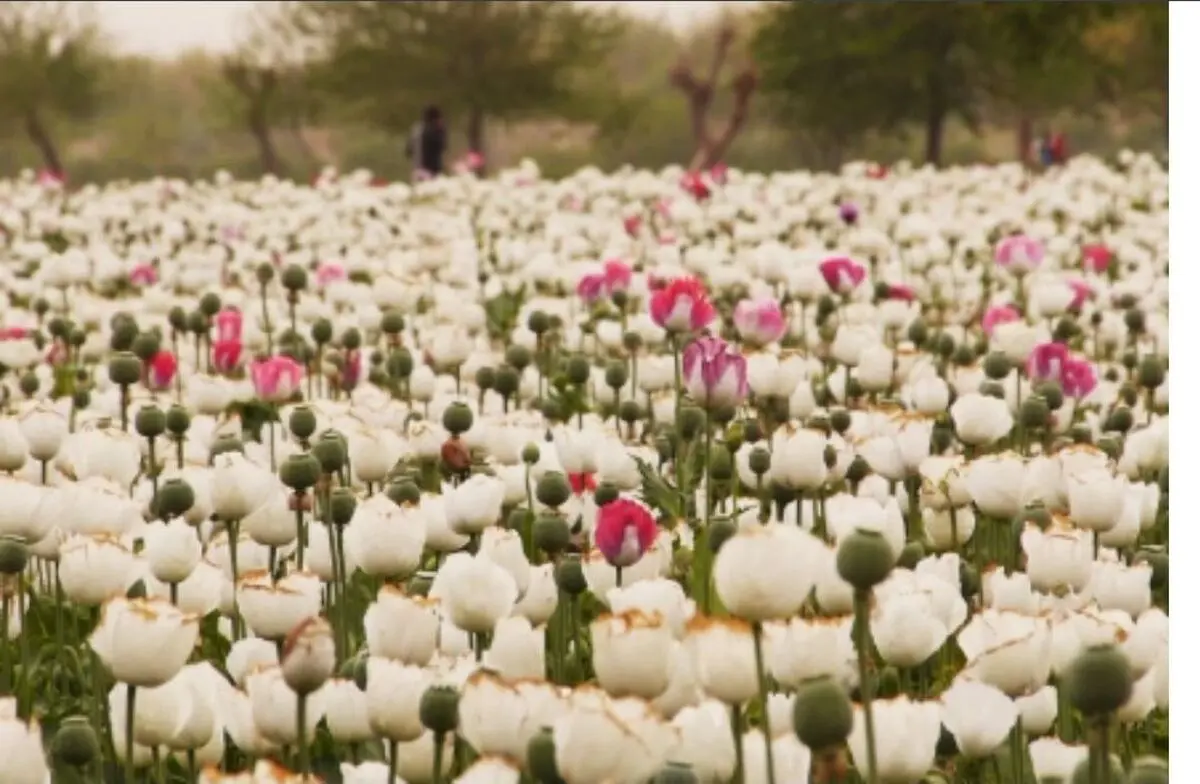 تاثیر موادمخدر بر آقای وزیر!