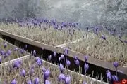 کاشت گلخانه ای محصول زعفران بدون خاک در بردسکن+تصاویر
