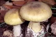 مشکل قارچ‌های پرورشی سمی چیست؟