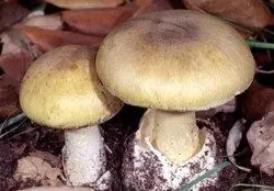 افزایش مسمومان با قارچ‌های مرگبار در ۹ استان