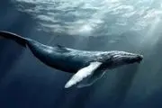 نهنگی که حرف می زند!