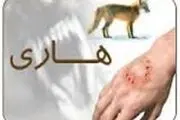 انجام 85 مورد واکسیناسیون برای کنترل بیماری هاری در قوچان