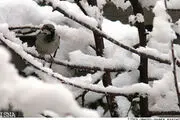 البرز سردتر می‌شود