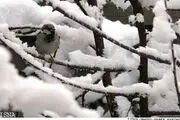 البرز سردتر می‌شود