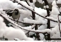 البرز سردتر می‌شود