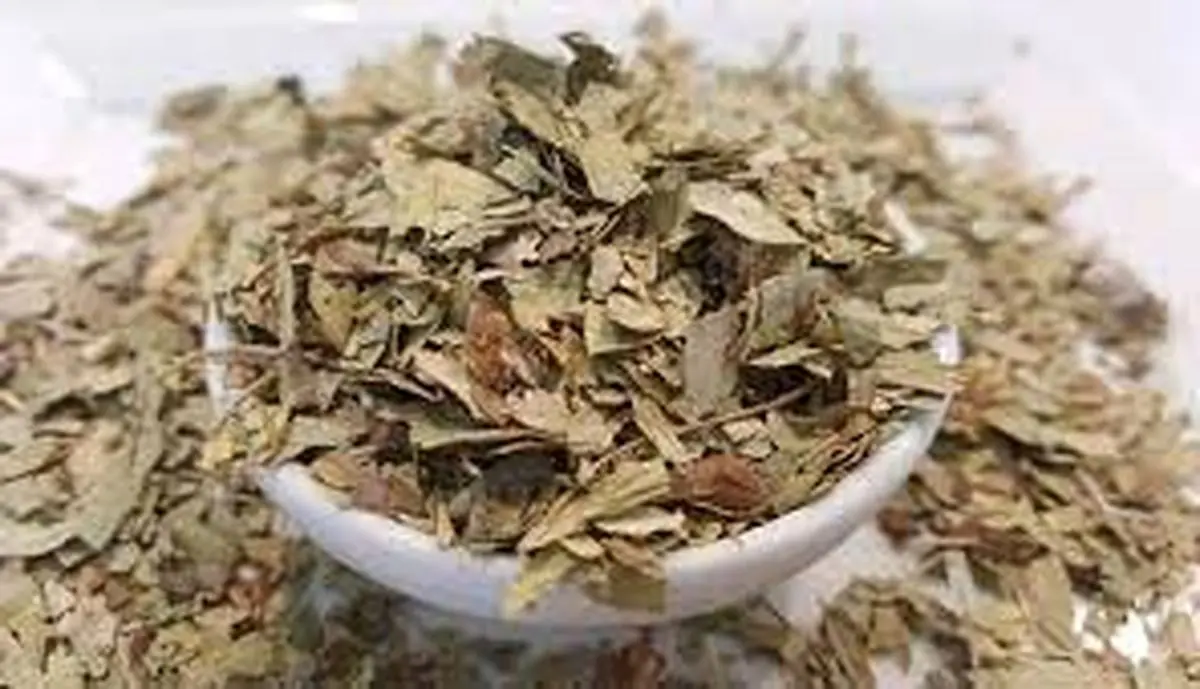 برگ سنا، تقویت کننده دستگاه گوارش