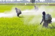 تولید بذر عاری از عوامل بیماری‌زا با تاسیس مرکز نوآوری گیاه‌پزشکی 