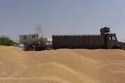  انهدام باند سارقان سیلوهای گندم 
