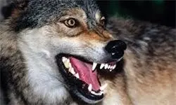 حمله گرگ گرسنه به یک روستا‌ در اردبیل
