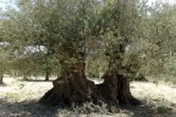 درختان یک هزار و ۵۰۰ ساله در سوریه + عکس