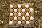 قیمت تخم مرغ در بازار امروز ۳۰ خرداد ۱۴۰۳+ جدول 


