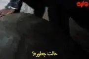 شوخی وزیر خارجه با لاک‌پشت ۳۰۰ ساله / فیلم