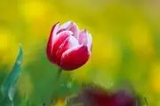 حال و هوای بهاری در تهران/ گزارش تصویری