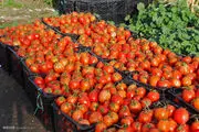 استفاده از هورمون رشد در گوجه فرنگی