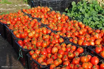 استفاده از هورمون رشد در گوجه فرنگی
