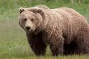 تصاویر دیده نشده از خرس قهوه‌ای با سه توله در ارتفاعات اشنویه
