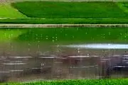 آبگیری مناسب تالاب گل سلیمان‌آباد در میاندوآب