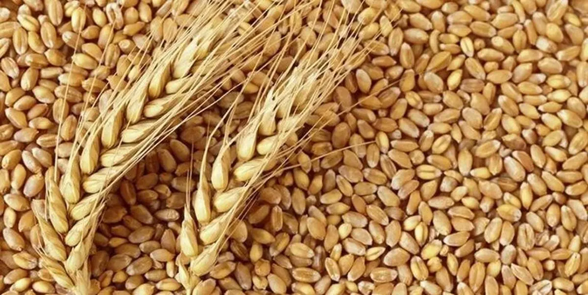  خرید تضمینی گندم در کشور از مرز 5 میلیون تن گذشت 