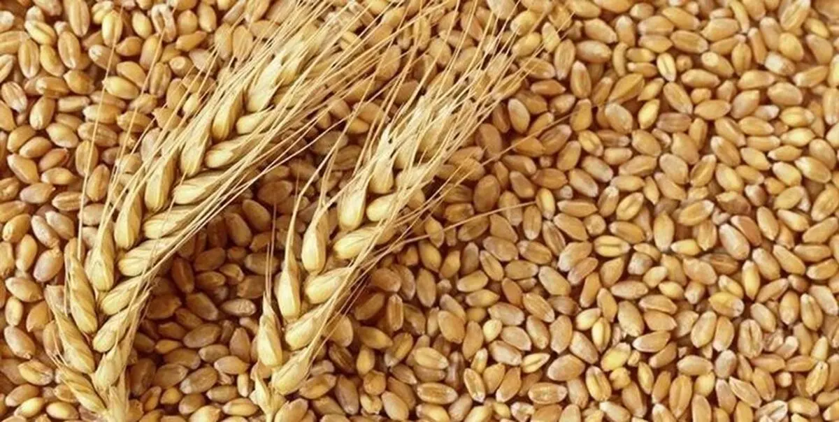  خرید تضمینی گندم در کشور از مرز 5 میلیون تن گذشت 