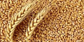  خرید تضمینی گندم در کشور از مرز 5 میلیون تن گذشت 