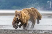 تصاویر دیدنی از بازی خرس‌های آلاسکا