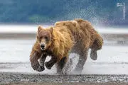 تصاویر دیدنی از بازی خرس‌های آلاسکا