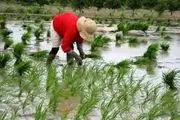 نمایی زیبا از برداشت برنج در گیلان