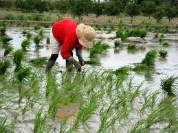 روش برنج‌کاران تایلندی برای دور زدن دلالان