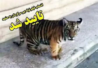 خبر انتساب فیلم توله ببر سرگردان به شهر مشهد تایید شد