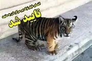 خبر انتساب فیلم توله ببر سرگردان به شهر مشهد تایید شد