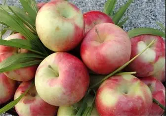 سیب آذربایجان‌ غربی به پاکستان و هندوستان صادر می‌شود 