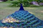 عروس پرندگان / تصاویر